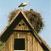Lonjsko Polje: Čigoč Krapje; ruralité et authenticité de la Croatie Centrale cigoc10 Lonjsko Polje: Čigoč Krapje; ruralité et authenticité de la Croatie Centrale