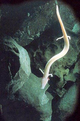 proteus 266x400 Grottes de Postojna : les merveilles du palais souterrain 