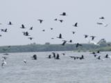 Le delta du Danube ; véritable paradis naturel des oiseaux et de la flore locale