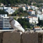 Neum ; la voie de la mer Adriatique de la Bosnie Herzégovine neum pigeon 150x150 Neum ; la voie de la mer Adriatique de la Bosnie Herzégovine