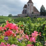 La Route des Vins d’Alsace : la plus ancienne et l’une des plus pittoresques