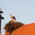 cigoc cigogne 120x120 Lonjsko Polje: Čigoč Krapje; ruralité et authenticité de la Croatie Centrale