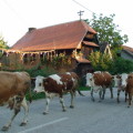 cigoc vaches 120x120 Lonjsko Polje: Čigoč Krapje; ruralité et authenticité de la Croatie Centrale