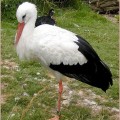 cigogne lonjsko polje 120x120 Lonjsko Polje: Čigoč Krapje; ruralité et authenticité de la Croatie Centrale