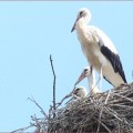 cigognes cigoc 120x120 Lonjsko Polje: Čigoč Krapje; ruralité et authenticité de la Croatie Centrale
