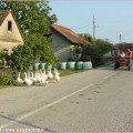 lonjsko polje oies 120x120 Lonjsko Polje: Čigoč Krapje; ruralité et authenticité de la Croatie Centrale
