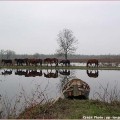 lonjsko polje sava chevaux 120x120 Lonjsko Polje: Čigoč Krapje; ruralité et authenticité de la Croatie Centrale