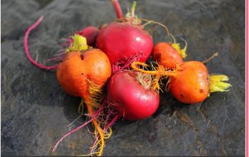 Betterave de Chioggia au marché de Venise ; étape incontournable des gourmands Betterave de Chiogga Venise bietola da orto