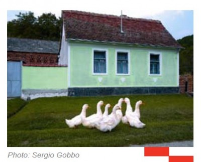 polje