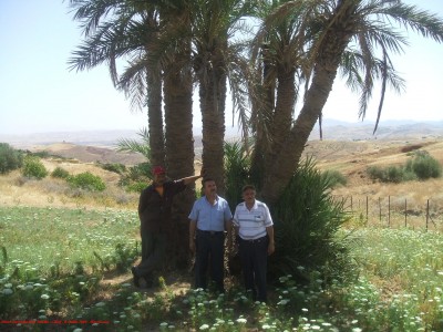 Palmiers à Harchoune (Chlef - Algérie)
