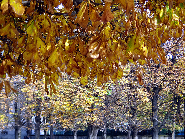 rideau de feuilles paris luxembourg automne