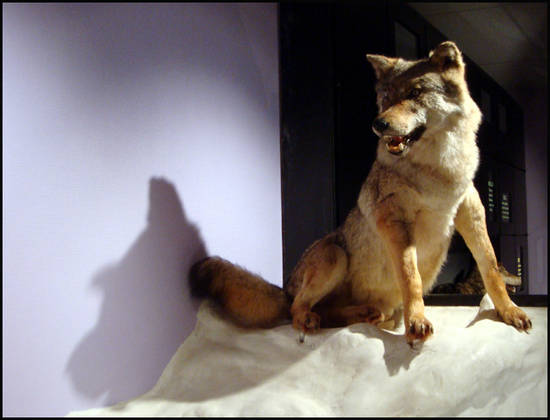 loup devout musee du loup bretagne