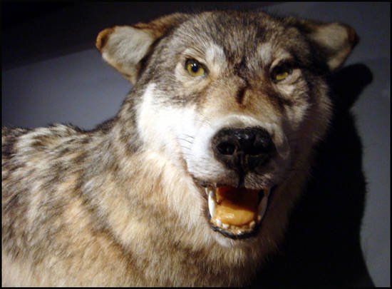 musee du loup bretagne