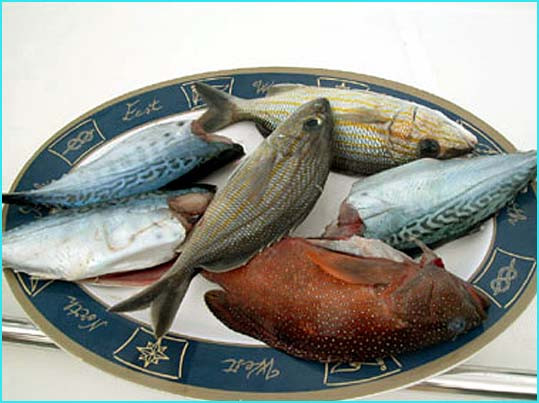 poissons sur assiette