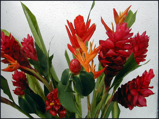 fleurs-tahiti.1277901010.jpg