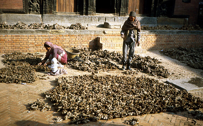 bhaktapur nepal sechage de recolte