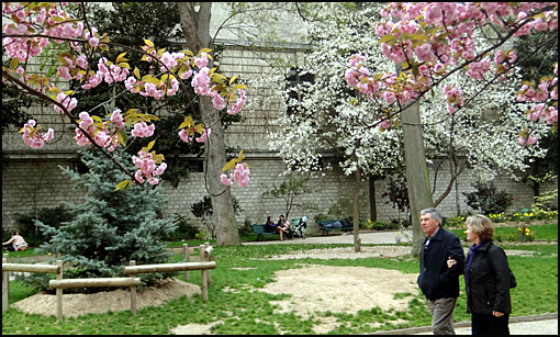 cerisiers en fleurs Paris polytechnique