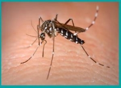 moustique-de-la-dengue.jpg