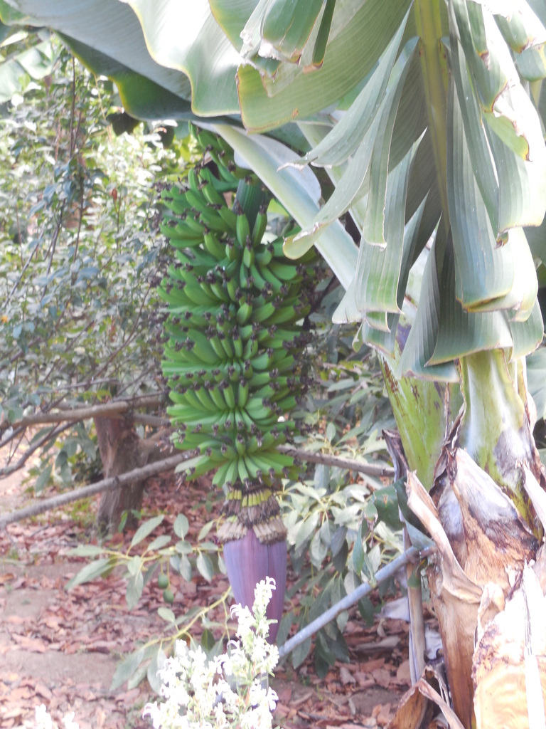 Régime de bananes avec sa fleur.