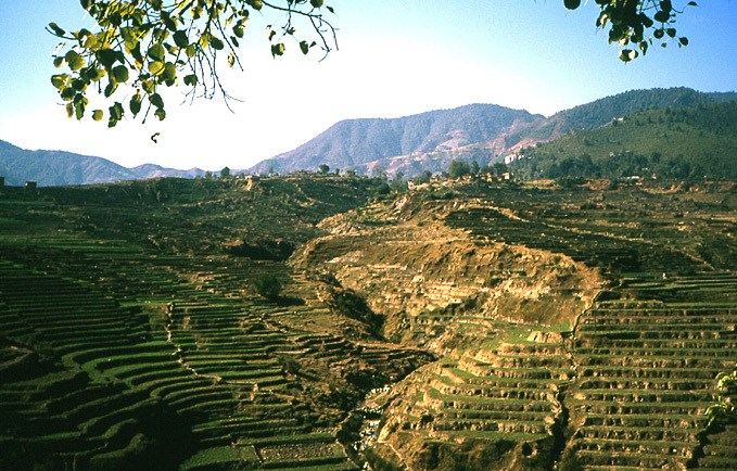 terrasses agricoles nepal