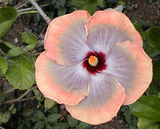 tahiti-hibiscus.1274876694.jpg
