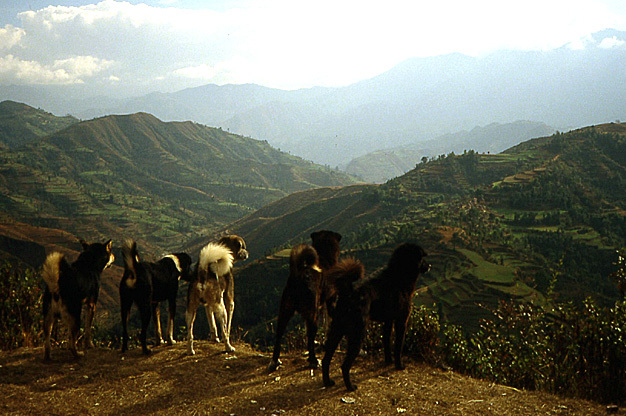 chiens du nepal