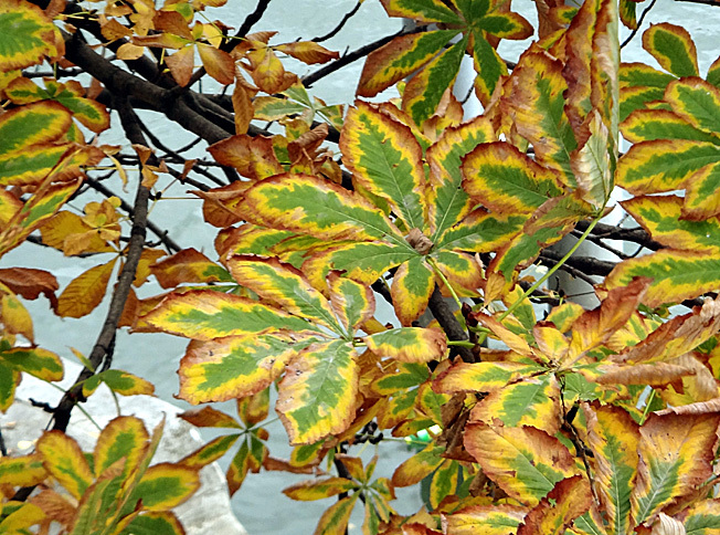 feuilles de marronnier paris automne