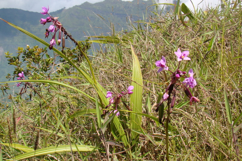 tahiti-orchidees-sauvages.1274258055.JPG