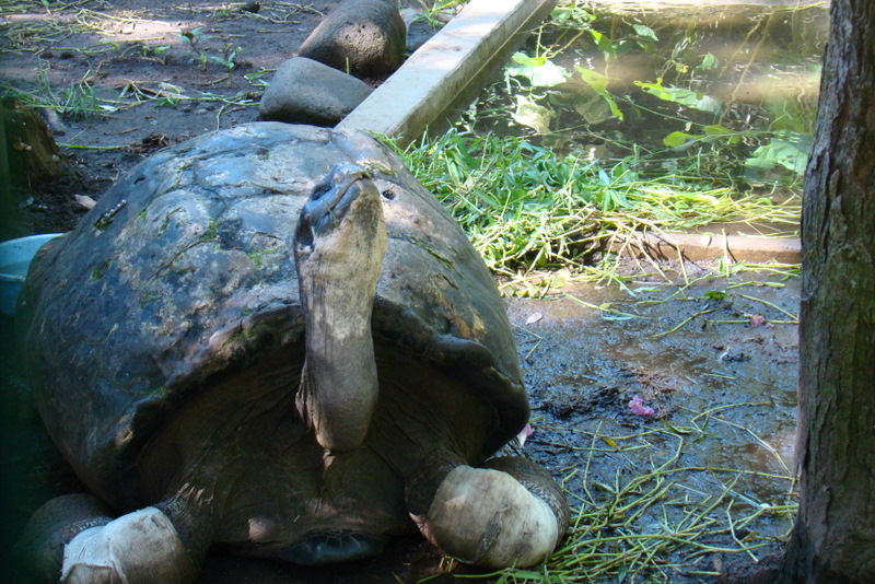 tortue-male-des-galapagos.1274258098.JPG