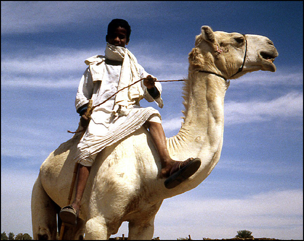 gamin sur chameau Egypte