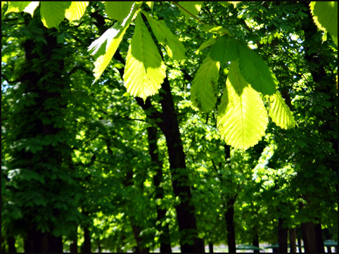 feuilles de marronniers printemps