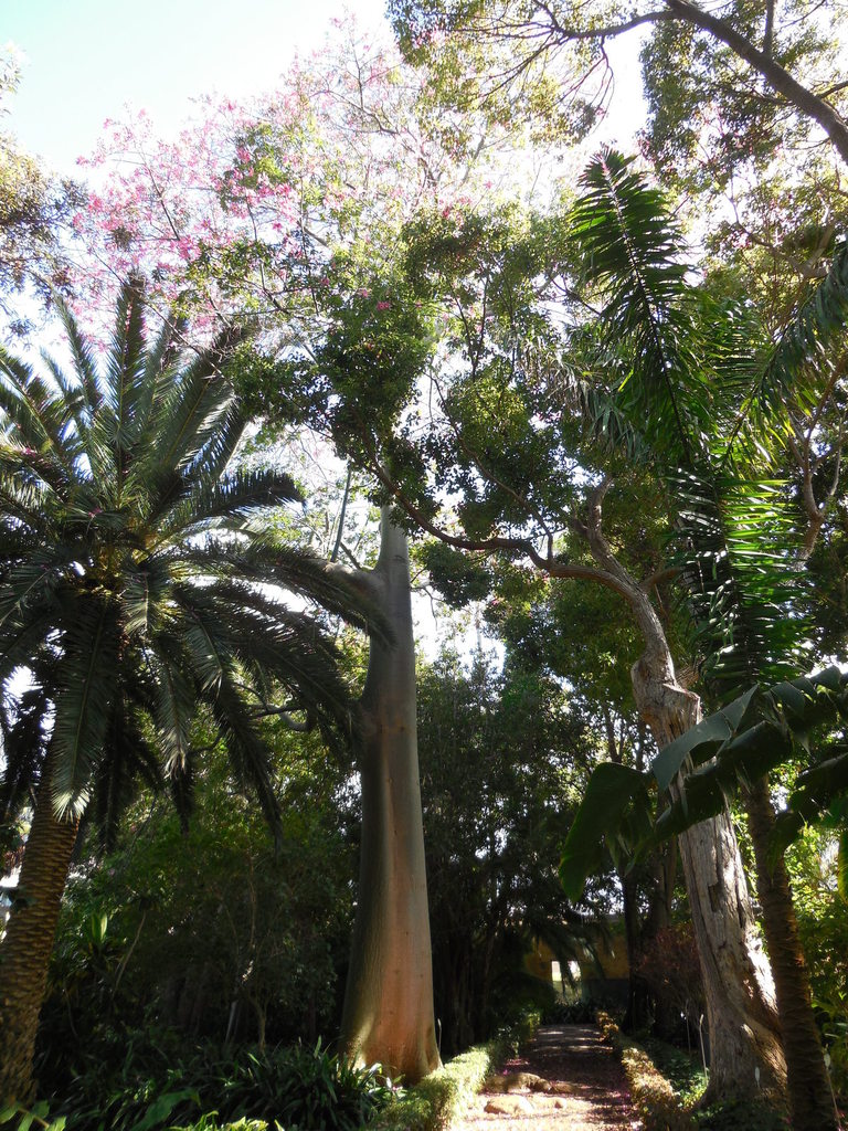 Les jardins de Puerto de la Cruz. Île de Ténérife