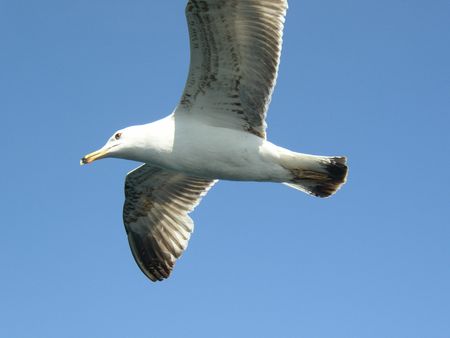 istanbul mouette