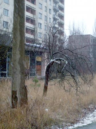 Tchernobyl pripyat végétaux radioactivité