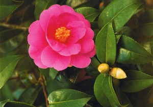 Camellia Côtes-d'Armor