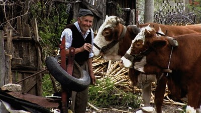 Serbie village homme et ses vaches