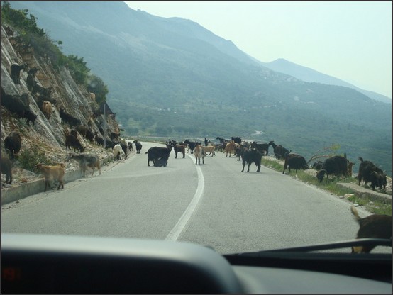 Albanie troupeaux