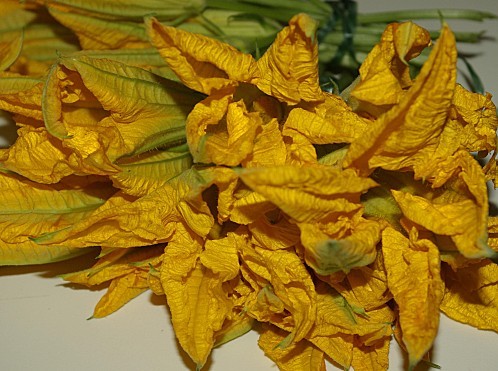 fleurs de courgette