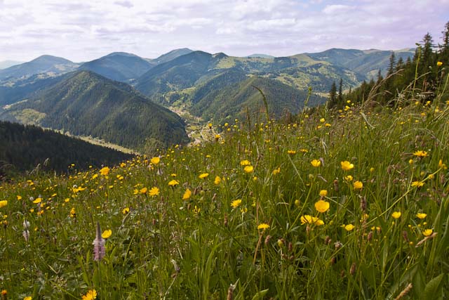 Vallée des Narcisses parc national des Carpates en Ukraine