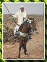 mokkadem chevalier maroc