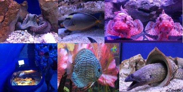 aquarium sibenik croatie