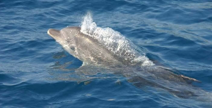 dauphins de l'Adriatique en dalmatie