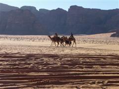 jordanie wadi rum chameaux