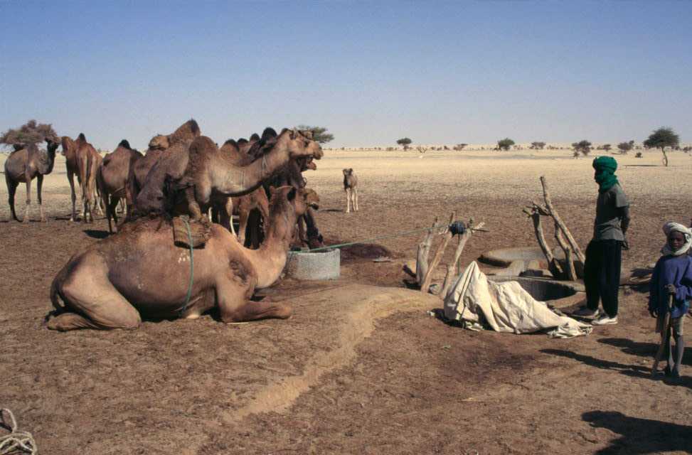 Caravane de chameaux s'abreuvant au puits de Burkina