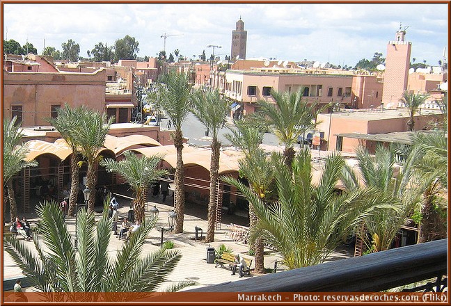 marrakech ville palmiers