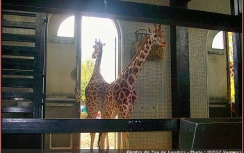 Zoo de Londres: le London Zoo, l’un des plus vieux du monde zoo londres girafes