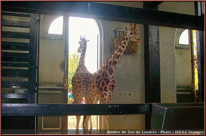 zoo londres girafes