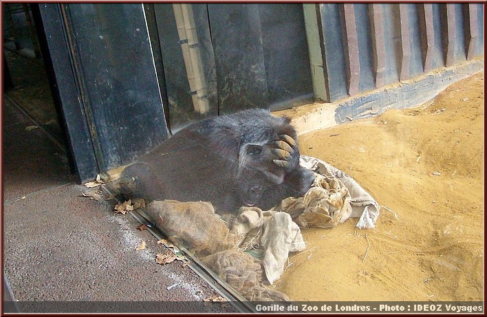 zoo londres gorille