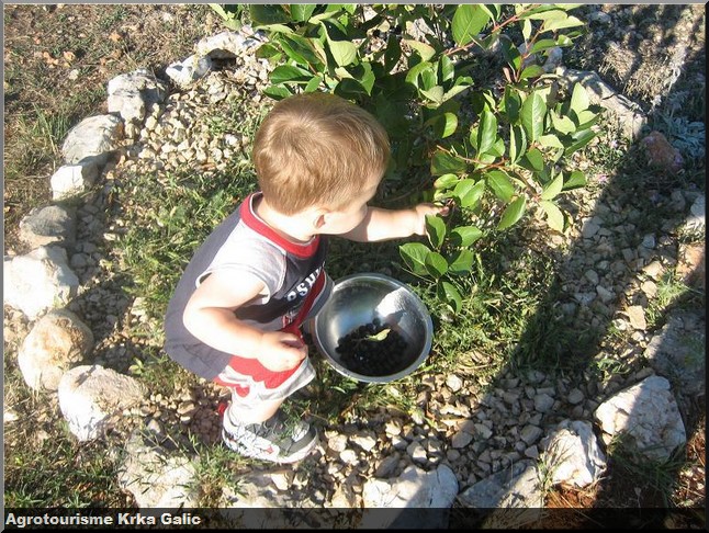 agrotourisme krka galic enfant recolte