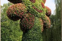 blumeninsel fleurs